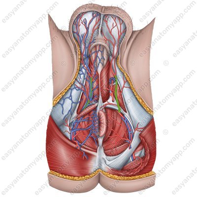 Промежностная артерия (a. perinealis)